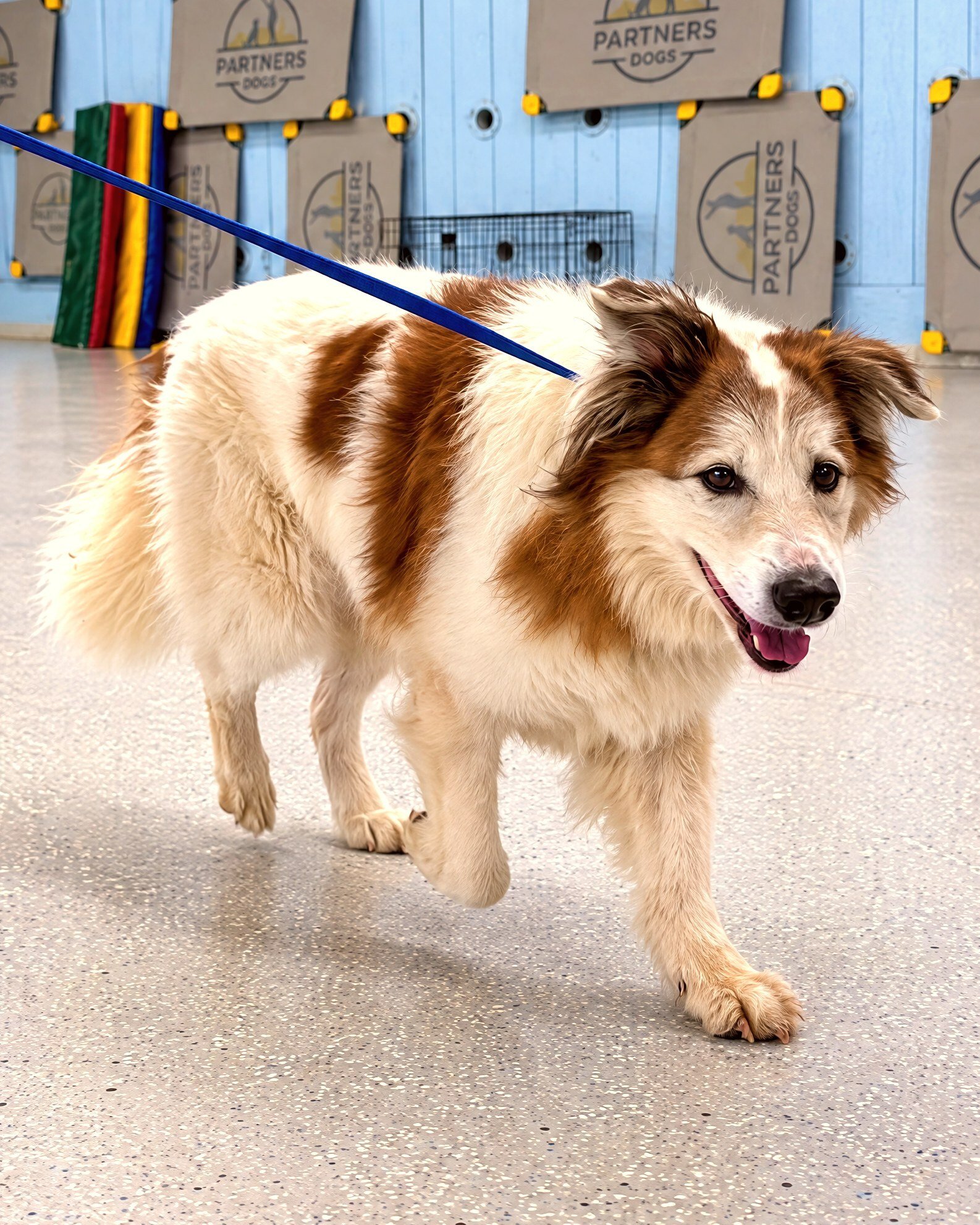 Brown and white dog walking attentively on leash past Partners Dogs training gear in a training room.