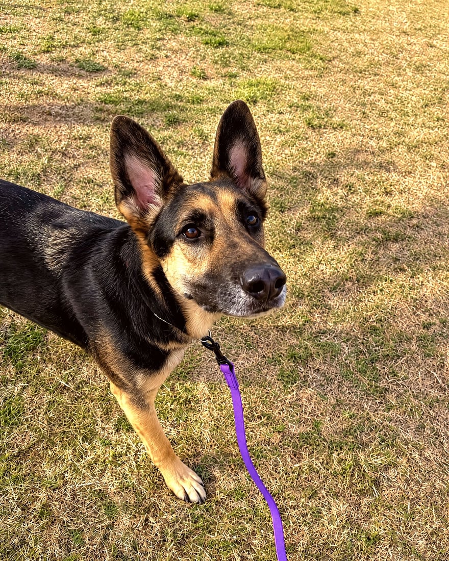 German Shepherd standing alert on a leash on an outdoor grass field.