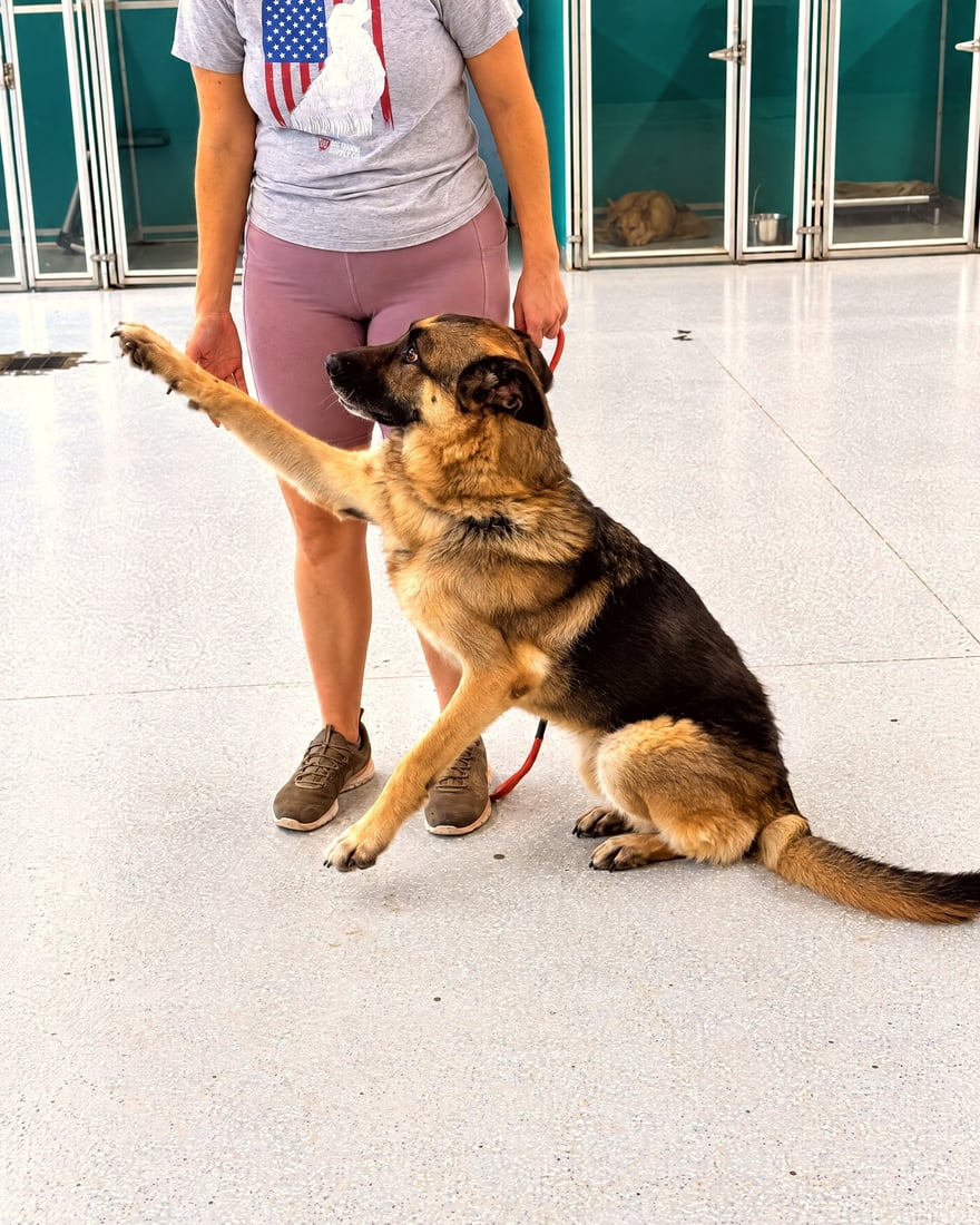 German Shepherd lifting a paw on command while working with a trainer on a bright indoor training floor.
