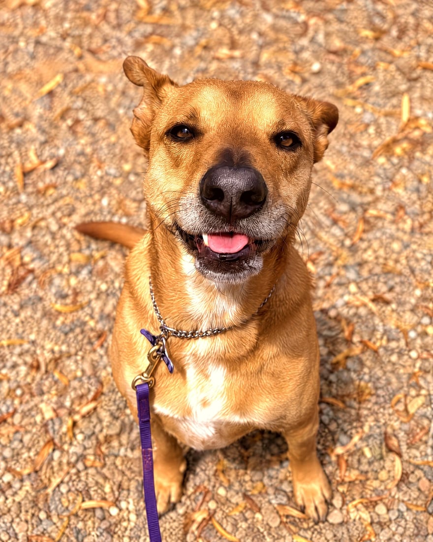 Brown dog on a leash and collar sitting attentively on gravel desert ground outdoors.
