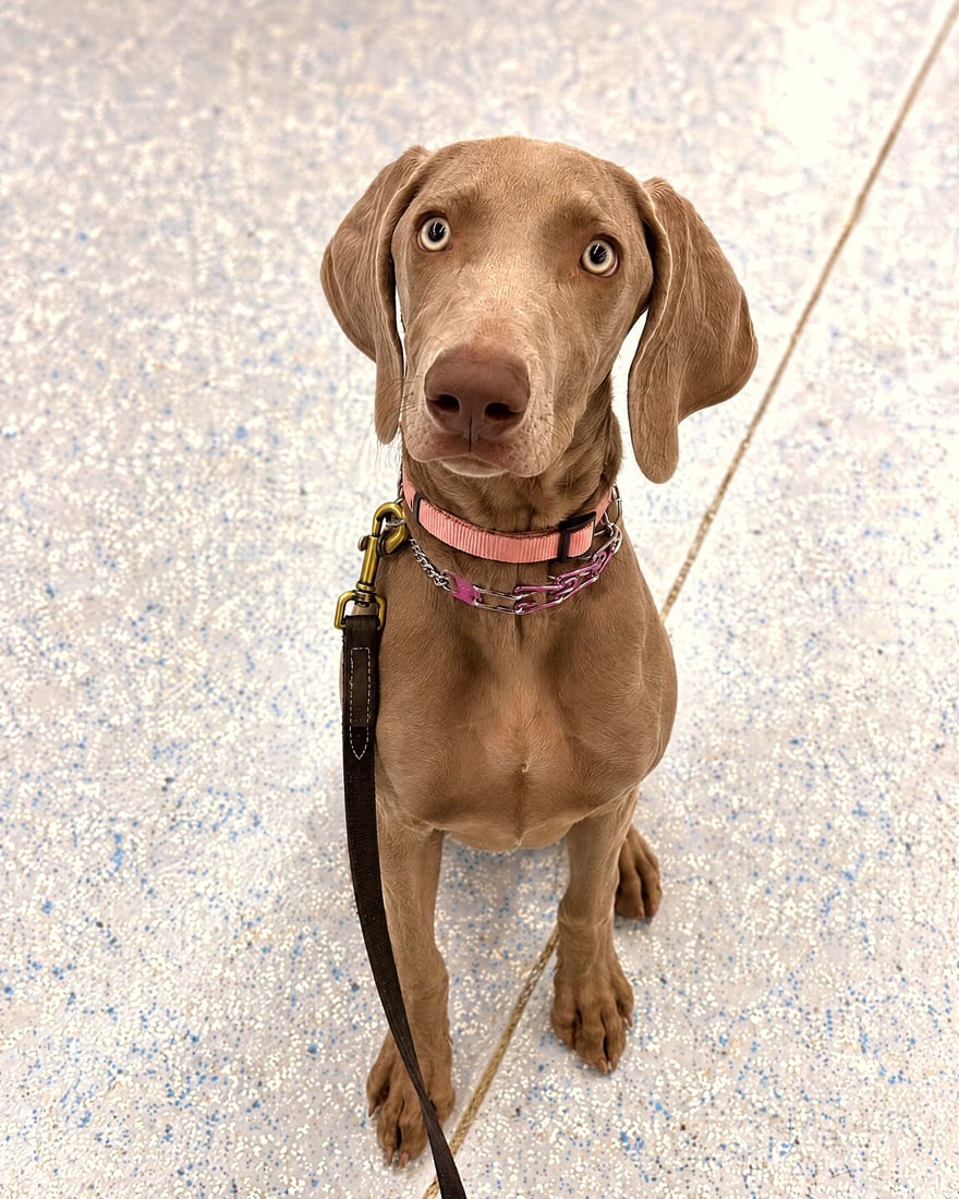 Weimaraner sitting attentively on leash looking up indoors.