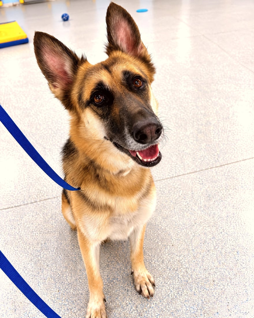A German Shepherd sits attentively on leash inside the training facility looking up toward the handler.