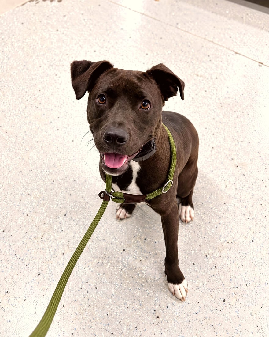 A brown dog sitting attentively on leash on a clean indoor training floor.