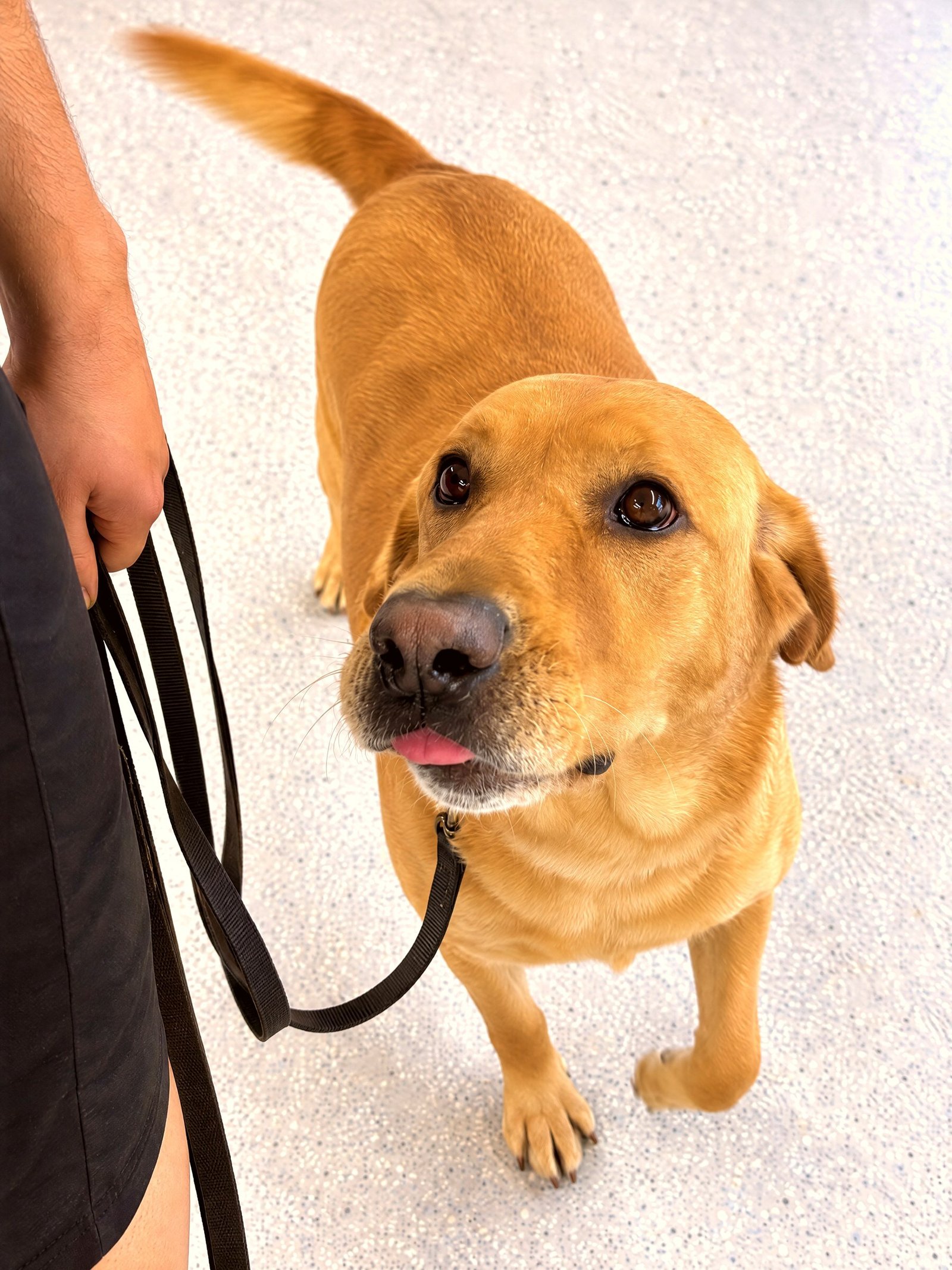 A yellow Labrador Retriever on leash looks up at its handler inside the training facility.