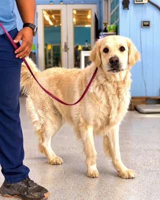 Golden retriever standing on a purple slip lead next to a trainer indoors.