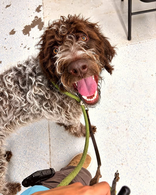 A wirehaired pointing griffon looks up cheerfully with an open mouth while on leash indoors.