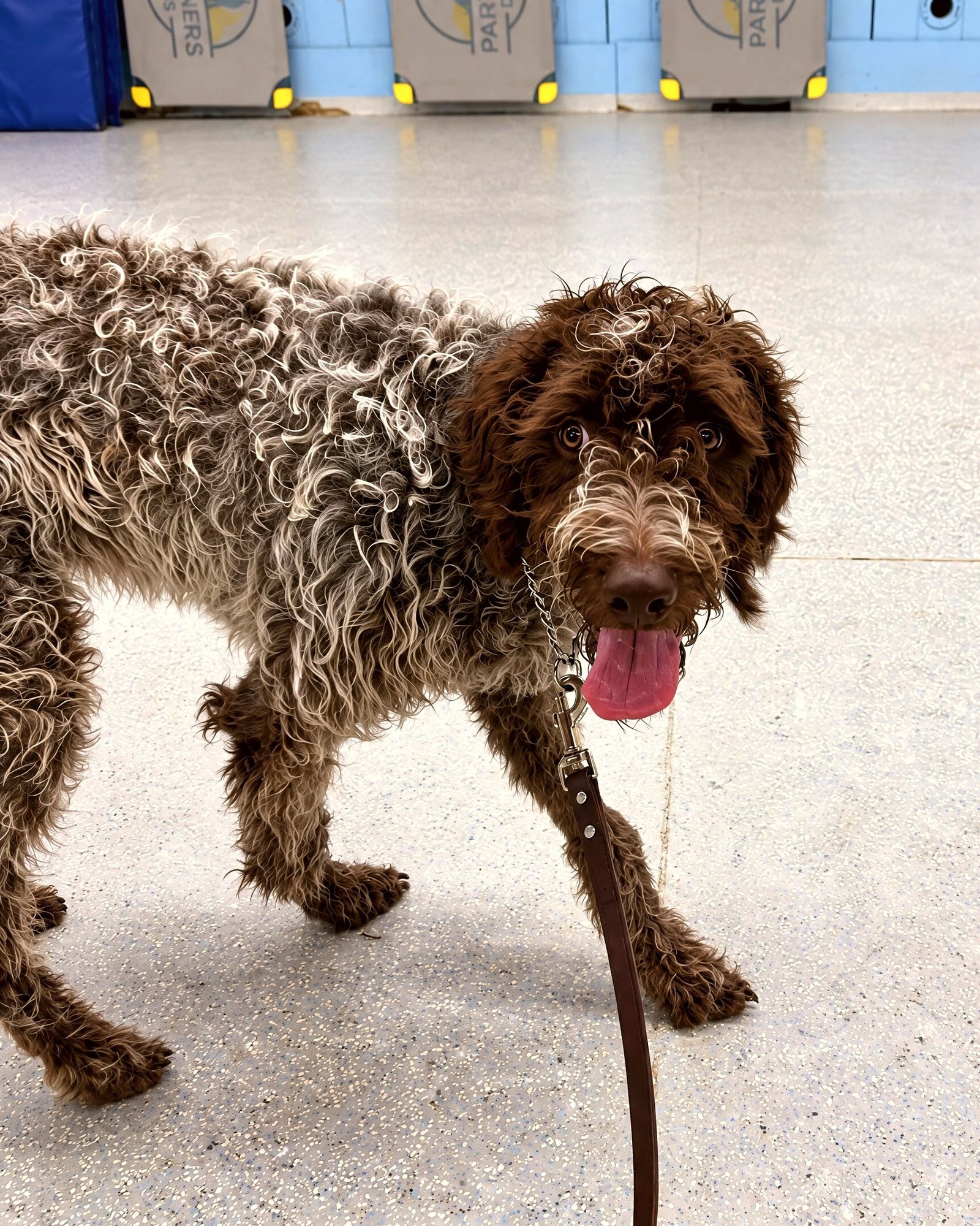 A wirehaired pointing griffon mix walks on a leash across the indoor training facility floor.