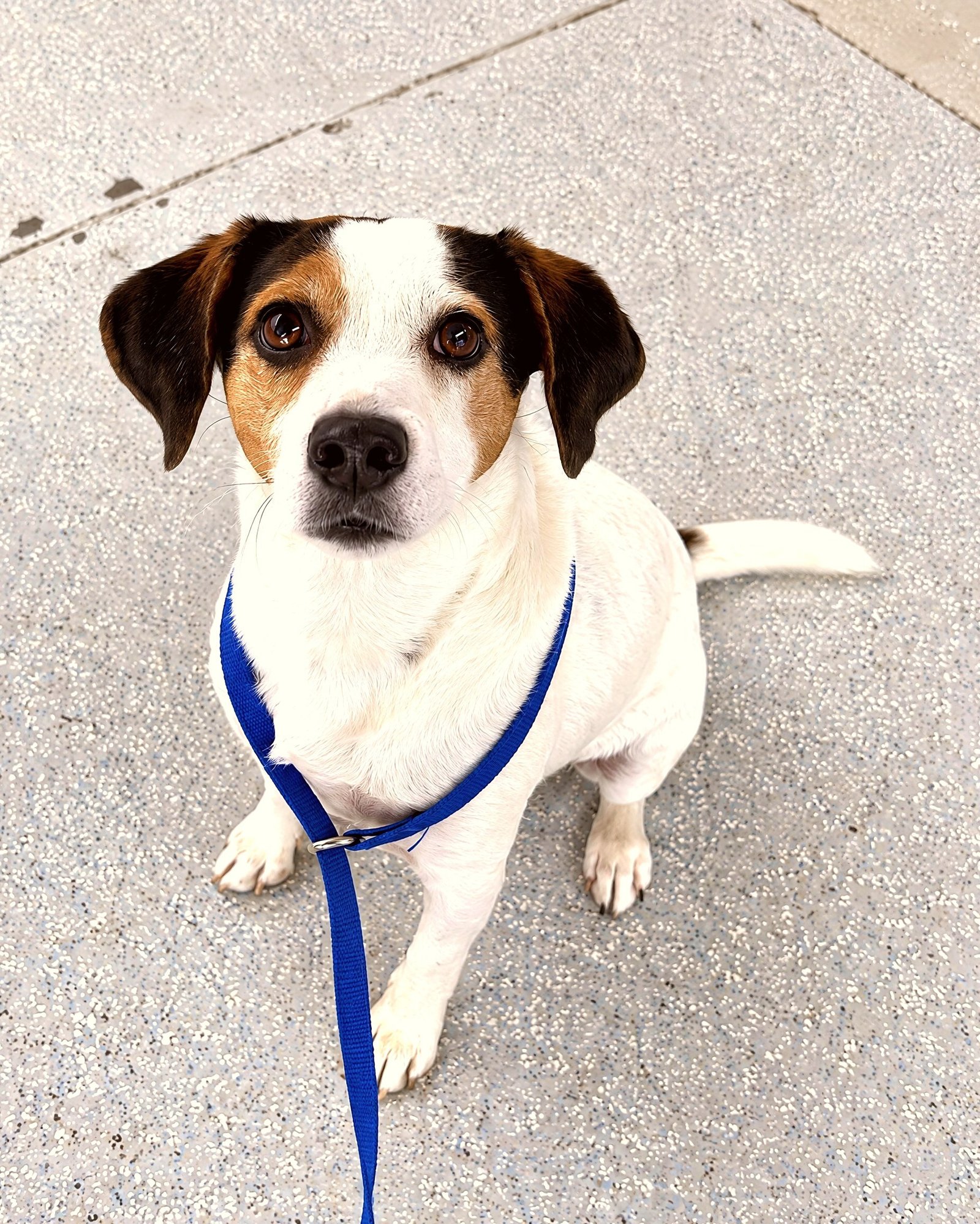 A small white and brown dog in a blue harness sits on a leash and looks up attentively.