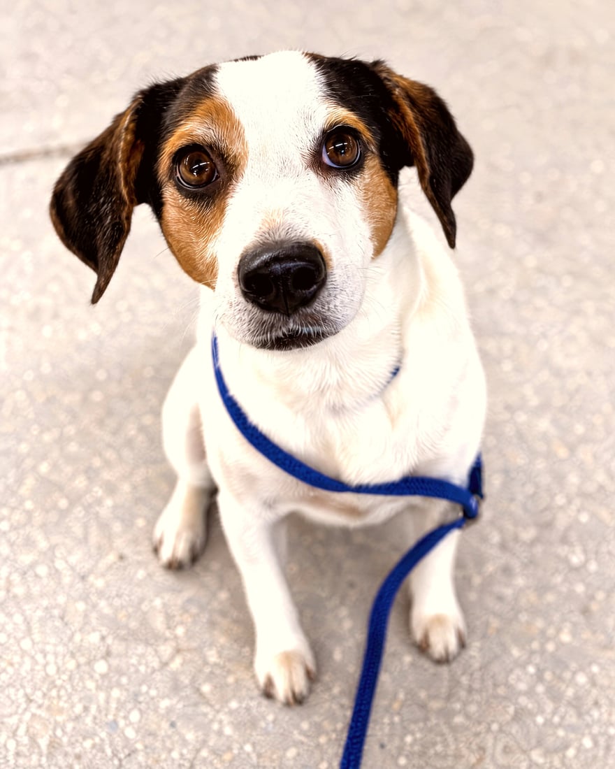A tricolor Jack Russell Terrier mix sitting on concrete and looking up while wearing a blue harness and leash.