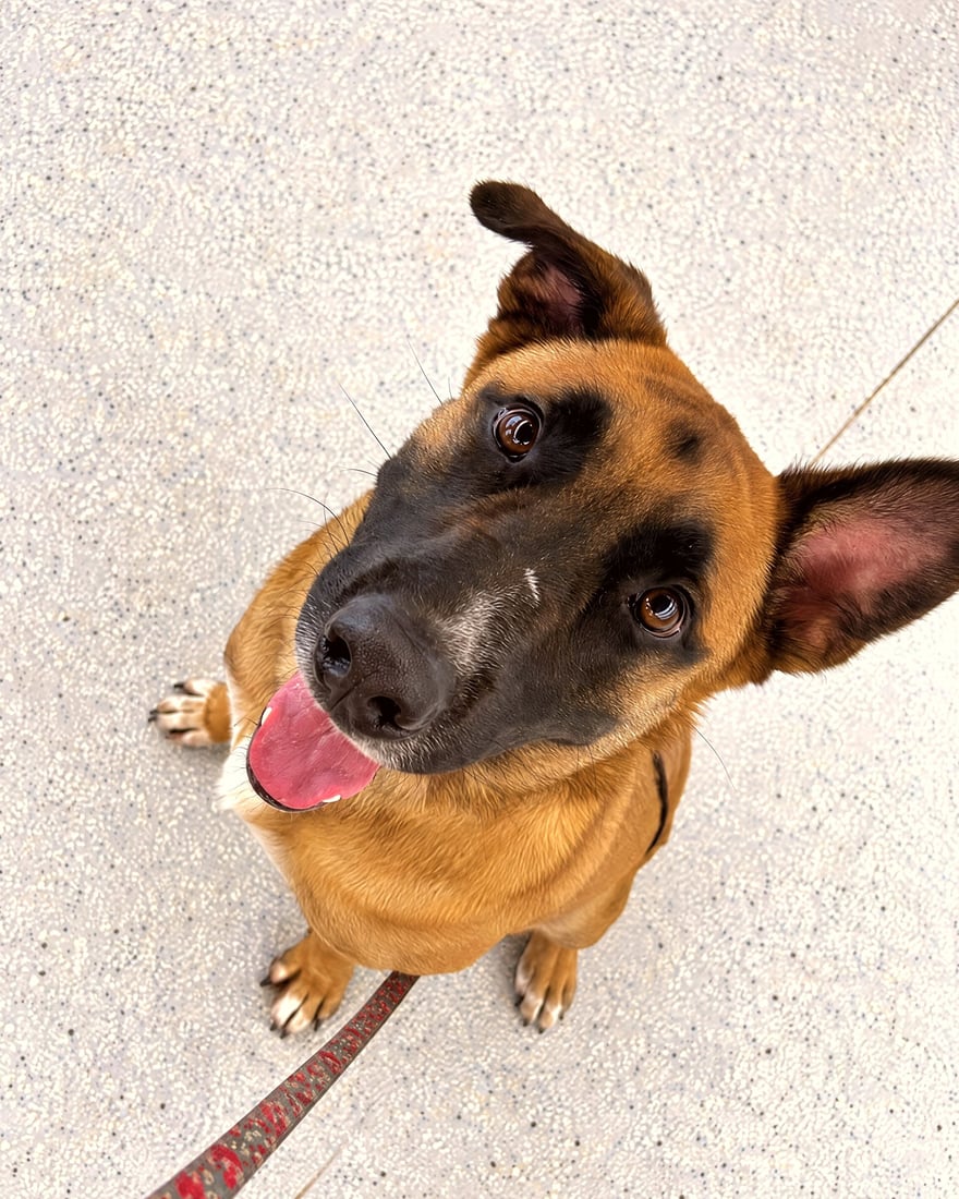 High-angle portrait of a seated Belgian Malinois mix looking up attentively with an open mouth while on leash.