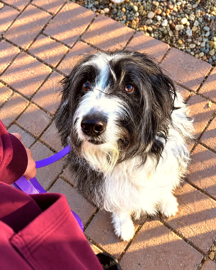 A scruffy black and white dog sits on brick pavers while looking up attentively on a purple leash.