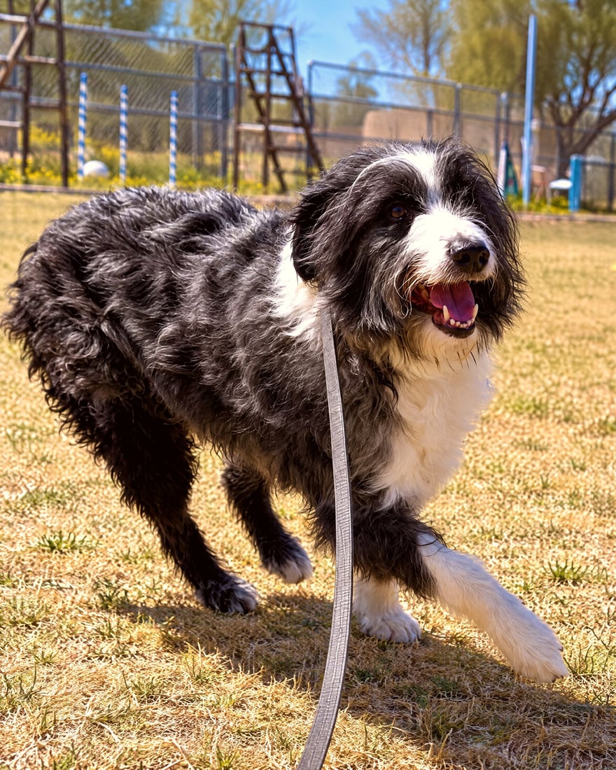 Fluffy black and white dog on a leash trotting across an open outdoor grass training field.