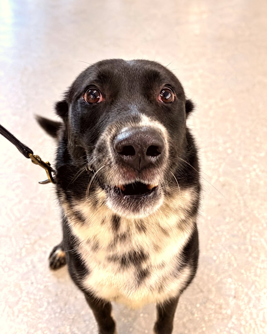 Black and white speckled dog sitting indoors on a leash looking up attentively.