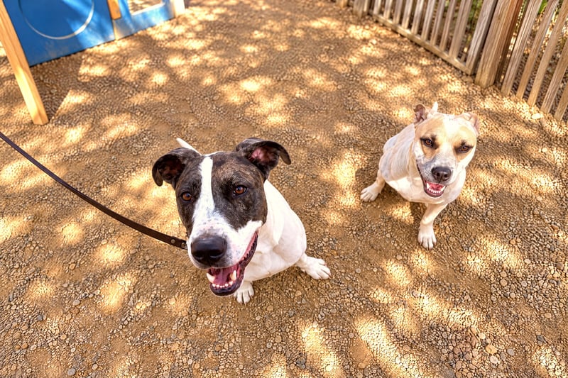Two dogs sit calmly together on leashes in an outdoor yard during supervised social time.