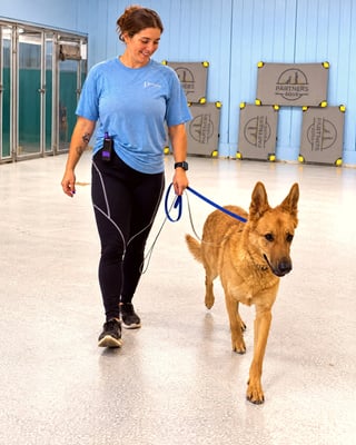 A smiling dog trainer in a blue shirt walks a calm German shepherd mix on a loose leash indoors.