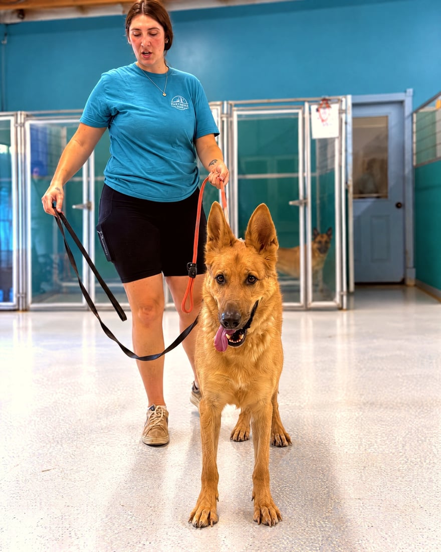 Staff member walking a tan German Shepherd mix on a leash inside a boarding suite hallway.
