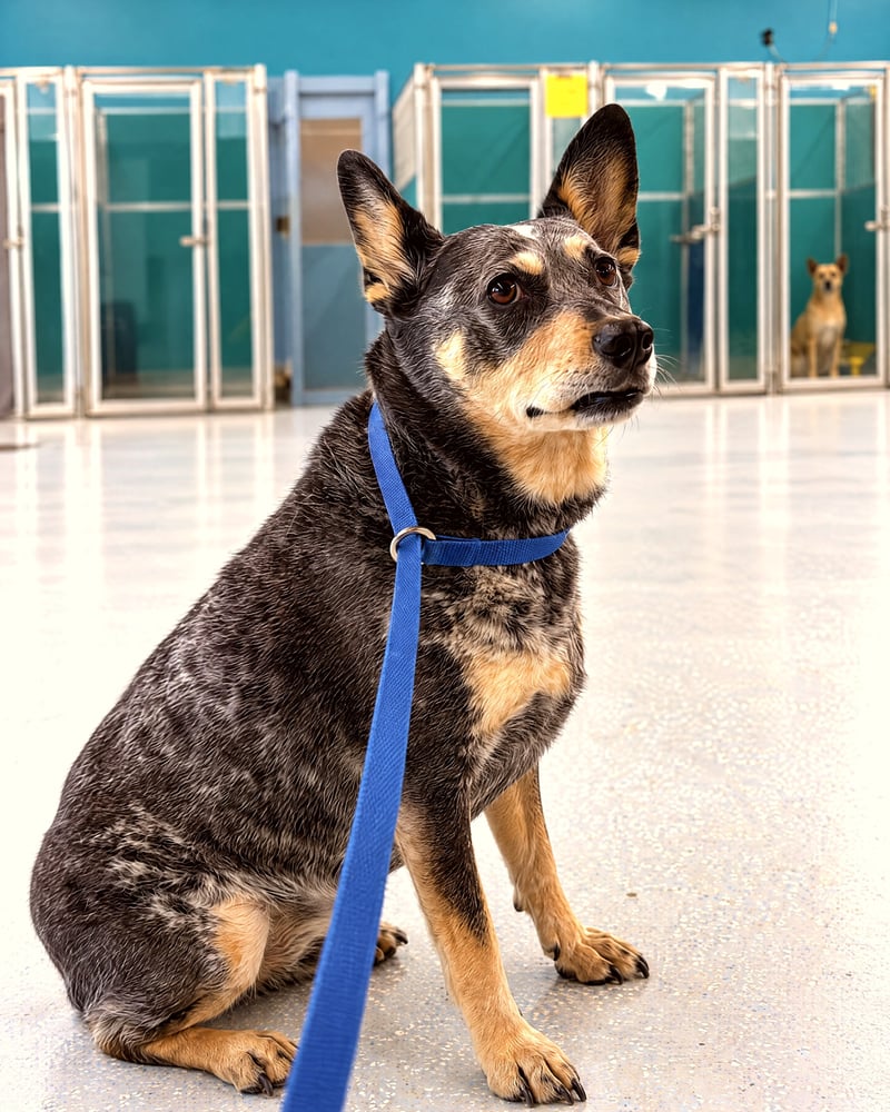 An Australian Cattle Dog wearing a blue slip lead sits attentively in an indoor boarding suite hallway.