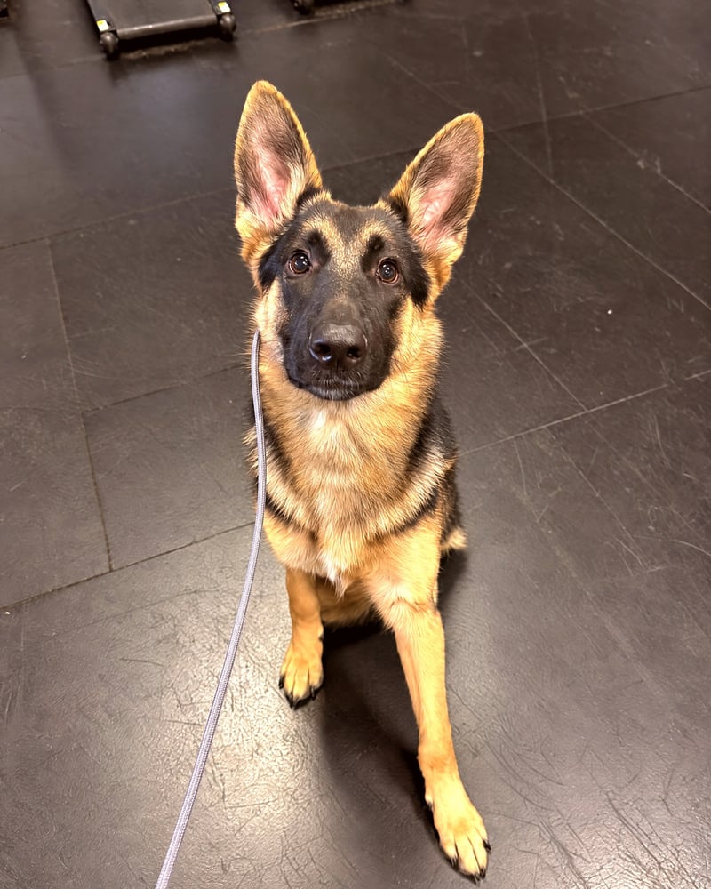 A young German Shepherd sits on a dark rubber floor on a gray leash, ears up, looking at the camera.