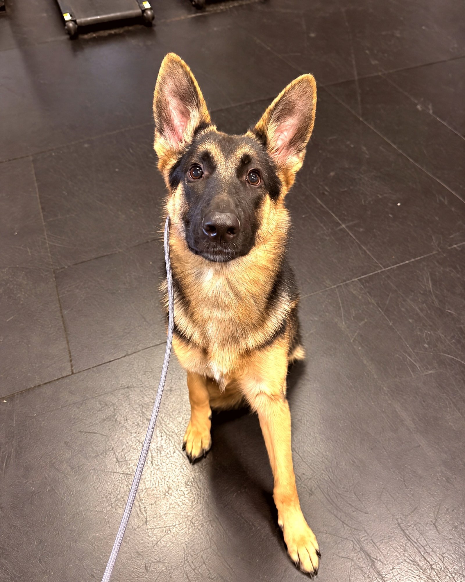 German Shepherd sitting attentively on leash on an indoor training floor.