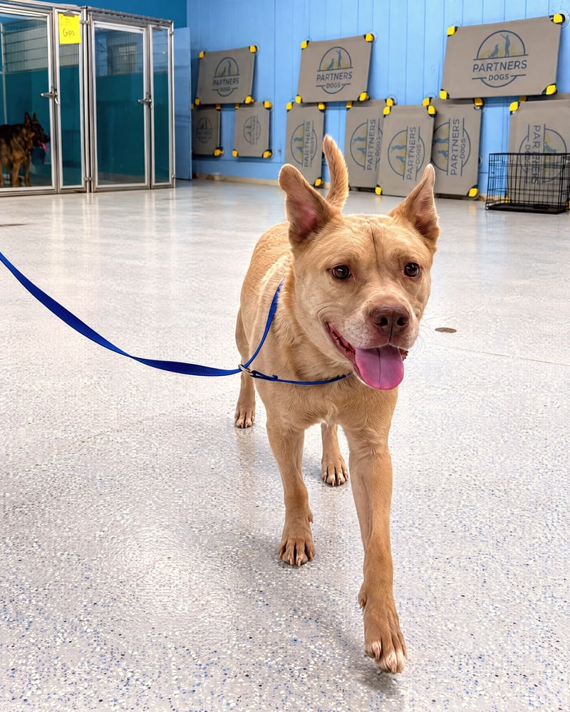 A tan dog walks calmly on a blue leash past boarding kennels on an indoor training floor.