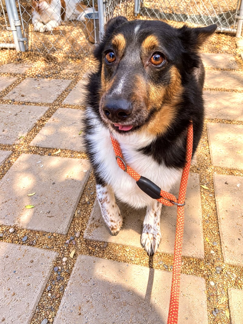 A black, tan, and white Australian Shepherd mix wearing an orange slip lead looks up on a paved outdoor pathway.