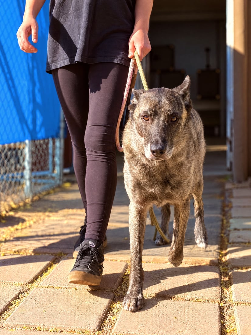 A trainer walking a large brindle dog on leash along an outdoor paved pathway.