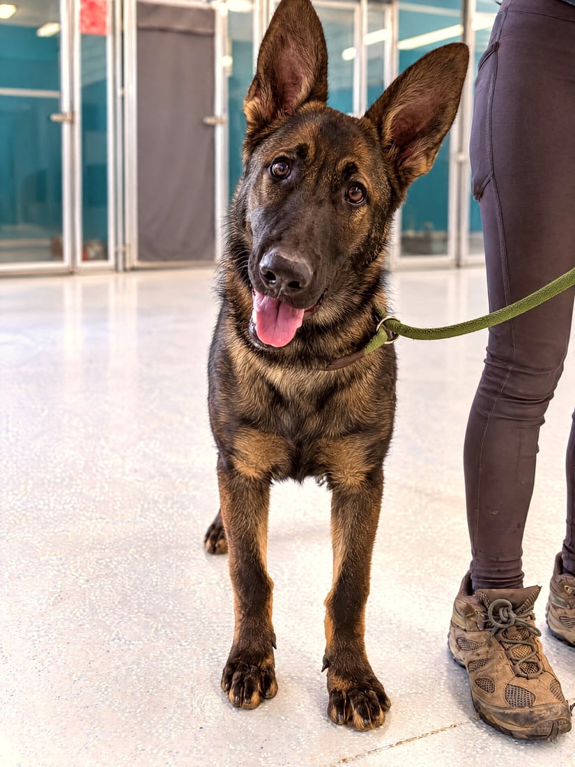 A sable German Shepherd puppy standing on a leash inside a boarding suite hallway.