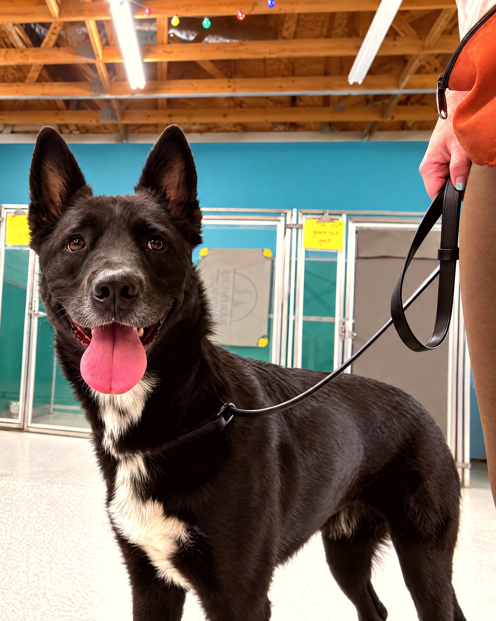 An attentive black dog stands on leash beside a trainer indoors in front of kennel suites.