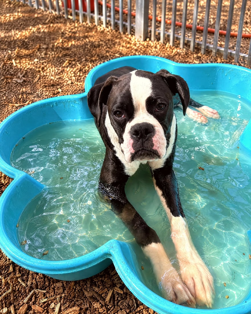 A black and white dog relaxes in a blue bone-shaped kiddie pool of water to cool down outside.