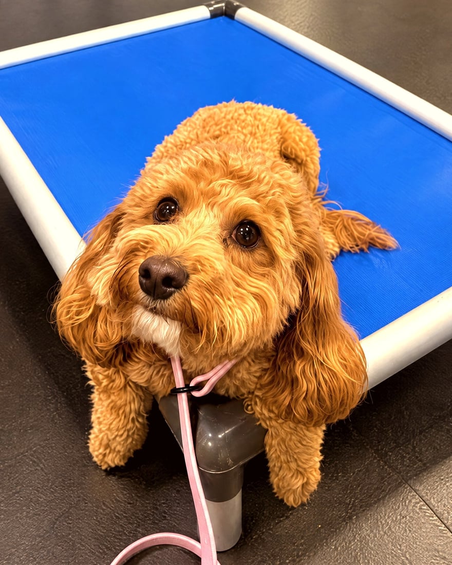 A curly-coated dog resting on a blue elevated cot while holding a place command.