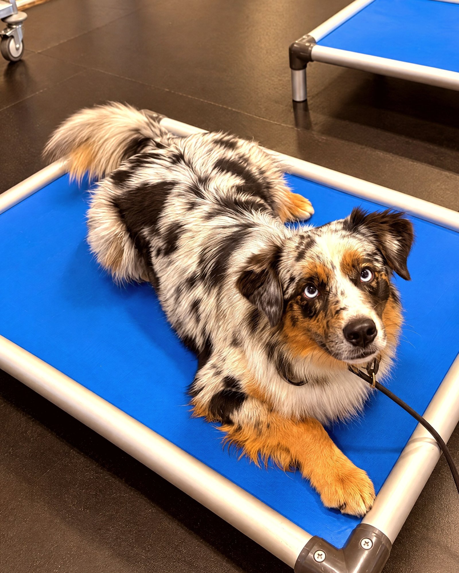 An Australian Shepherd performs a settled place command on an elevated blue training cot in a training room.