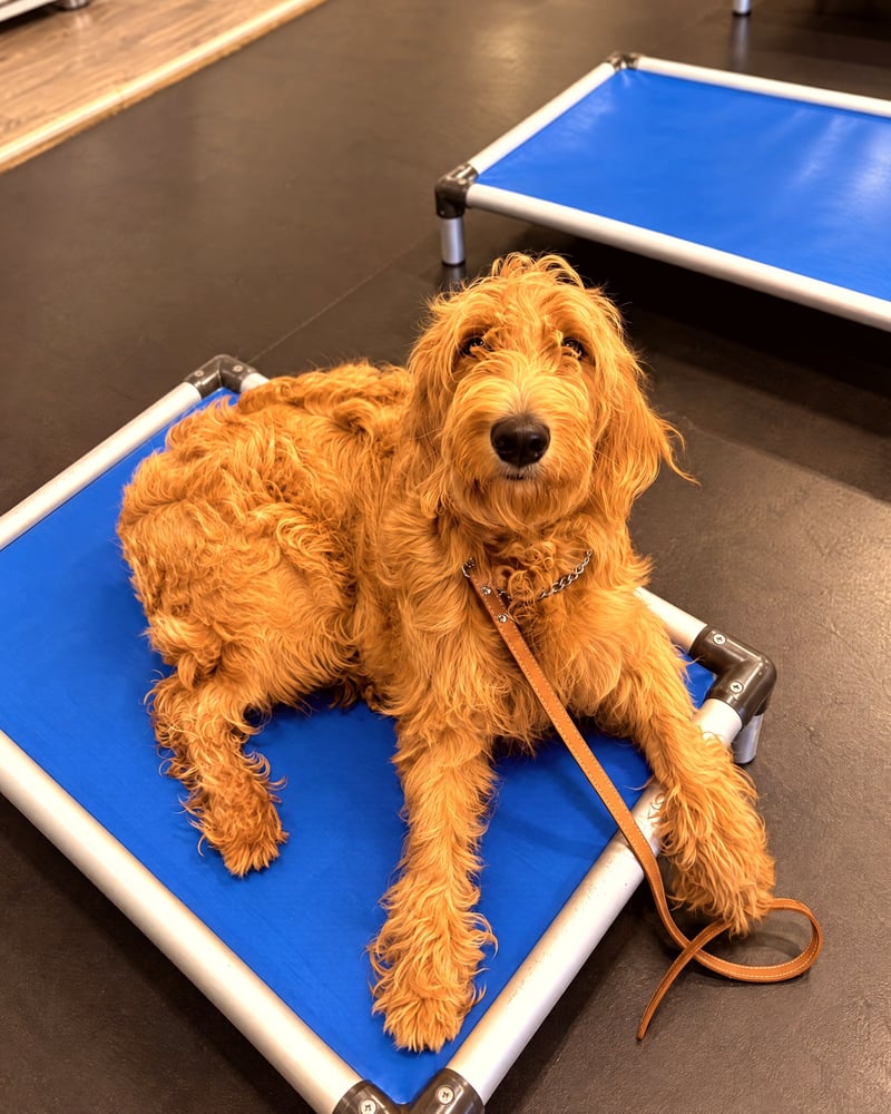 A fluffy golden doodle resting on a blue elevated cot during indoor training.