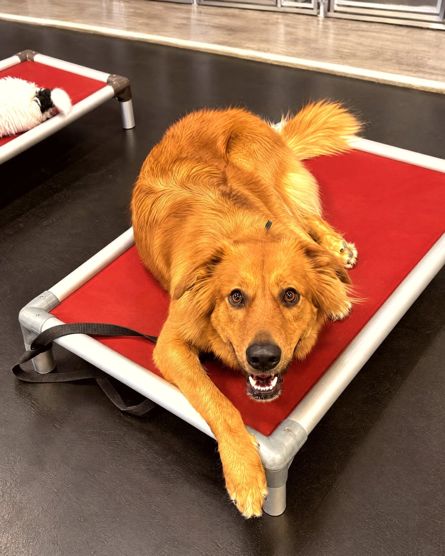 A happy golden dog lying on a red elevated cot during indoor place training.