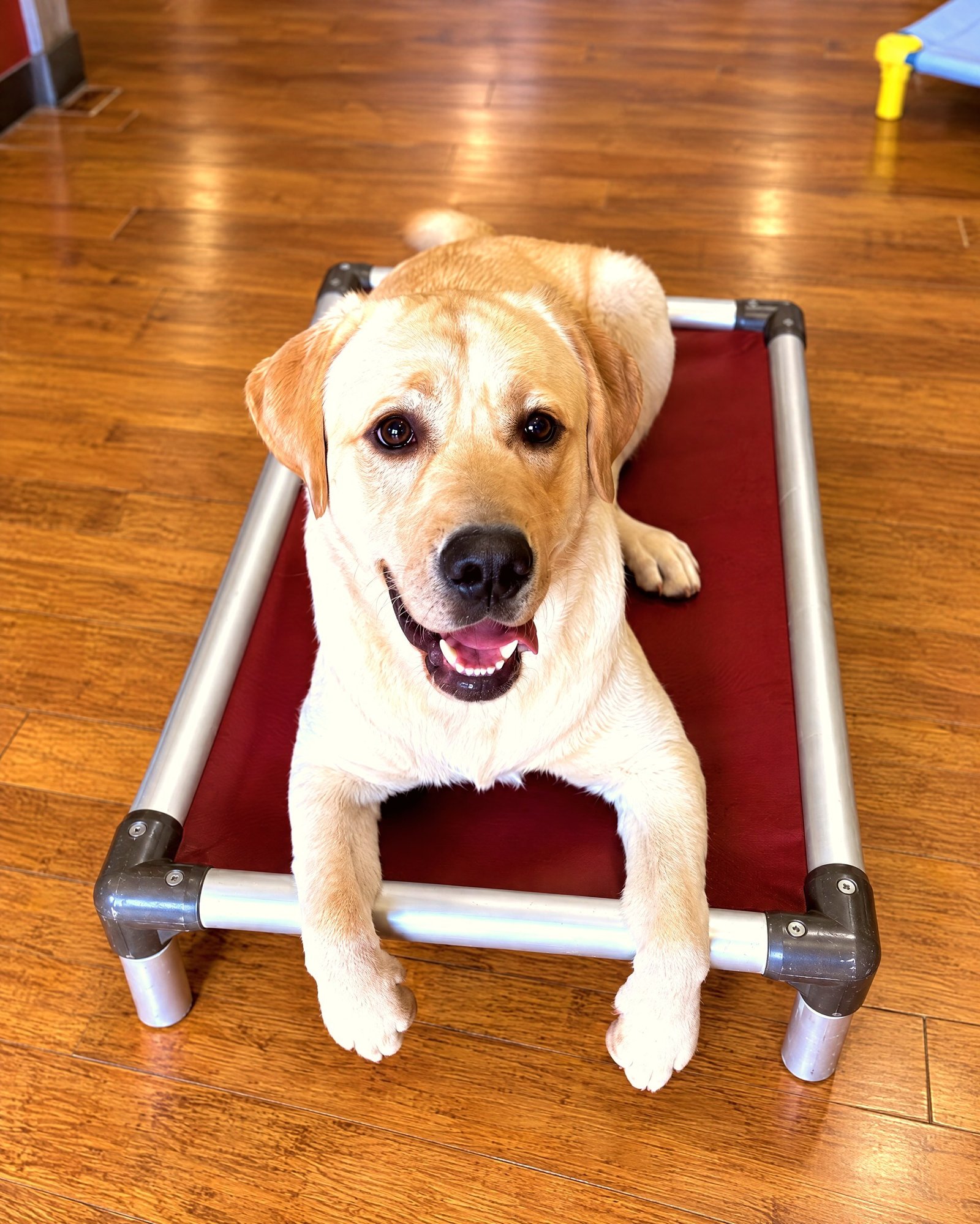 Yellow Labrador retriever resting calmly on a raised red cot during indoor place command training.