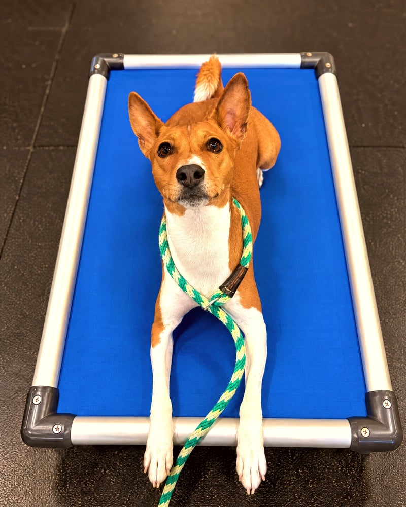 A red and white Basenji mix lies attentively on a blue elevated cot indoors wearing a slip lead.