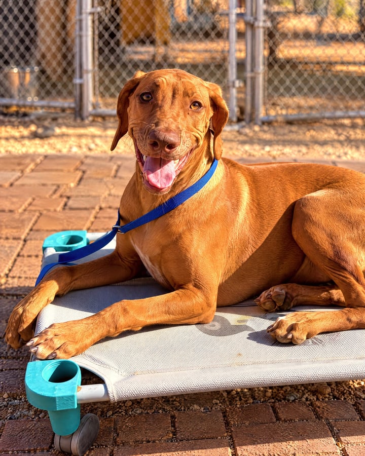 A calm brown dog lies relaxed on an elevated cot outdoors on a leash during training.