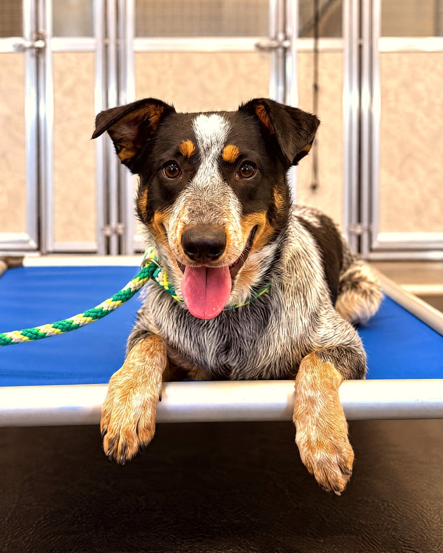 Australian cattle dog mix resting in a down stay on a blue training cot during an obedience lesson.