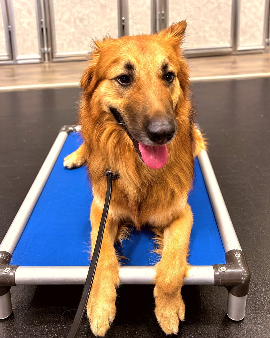 A golden-coated mixed breed dog resting on a blue elevated place cot on an indoor training floor.