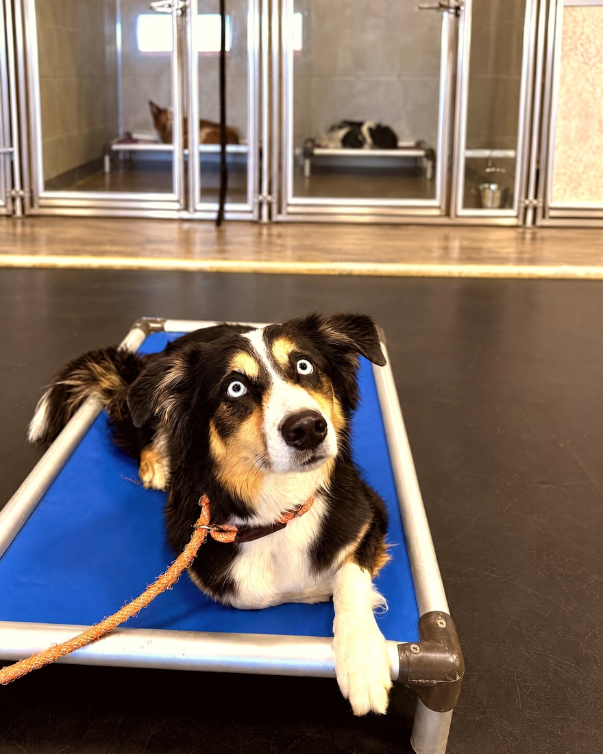 An Australian Shepherd mix with bright blue eyes lies on a blue elevated cot in front of boarding suites.