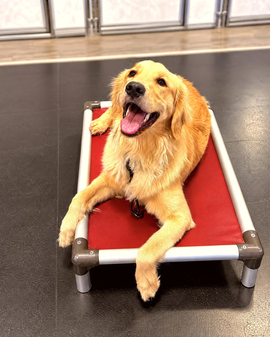 A smiling Golden Retriever resting on a red elevated training cot on an indoor floor.