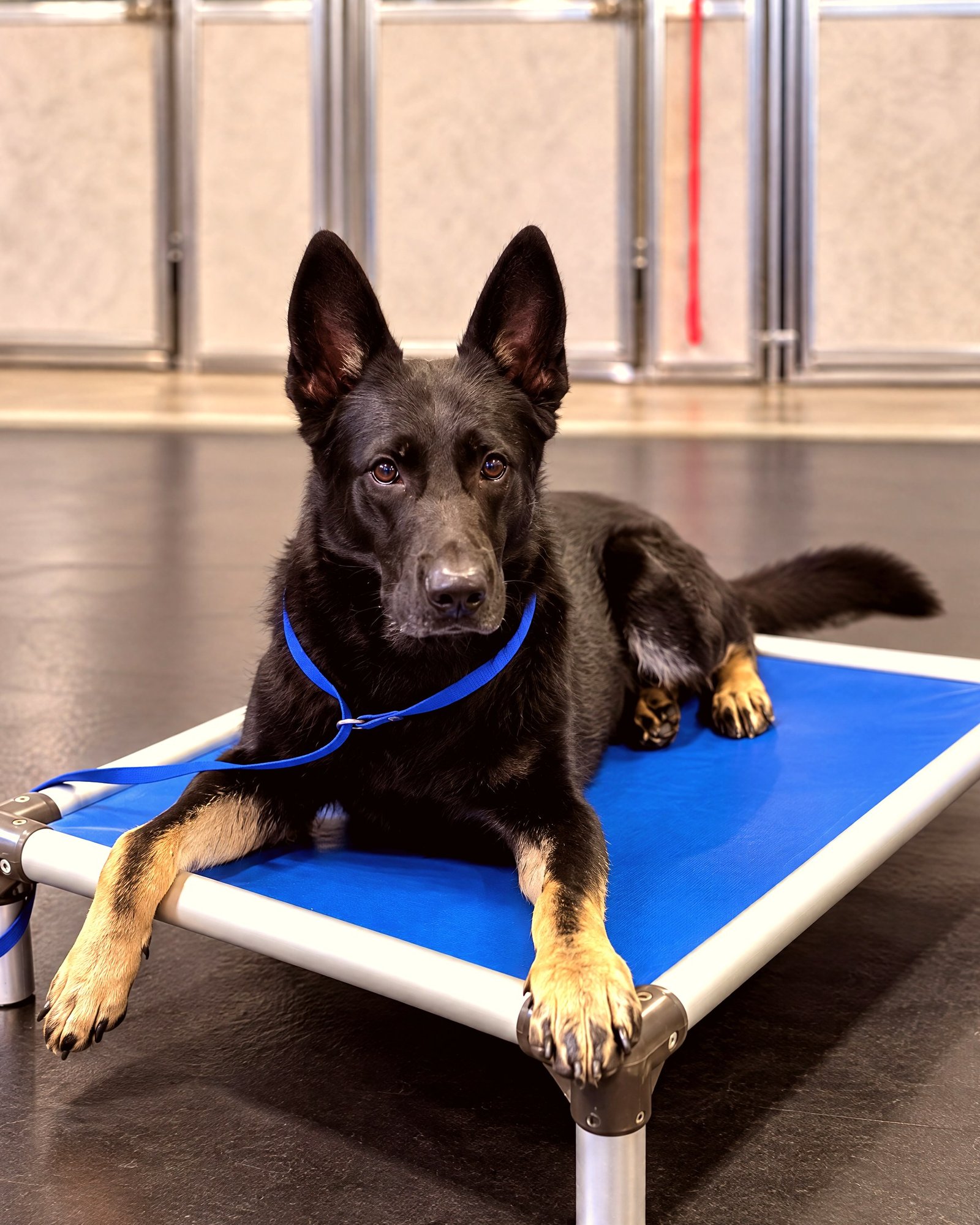 A black German Shepherd resting calmly in a down stay on a blue training cot inside an indoor facility.