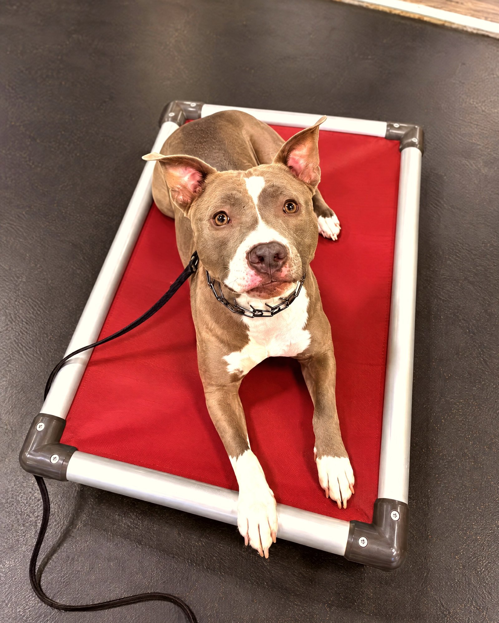 Pit bull mix holding a calm stay on a raised cot while leashed indoors during training.