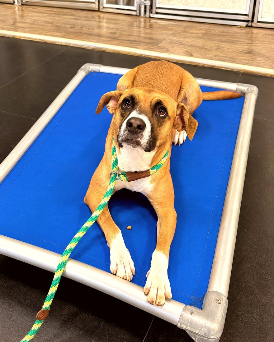 A tan and white mixed-breed dog resting attentively on a blue elevated cot during indoor obedience training.