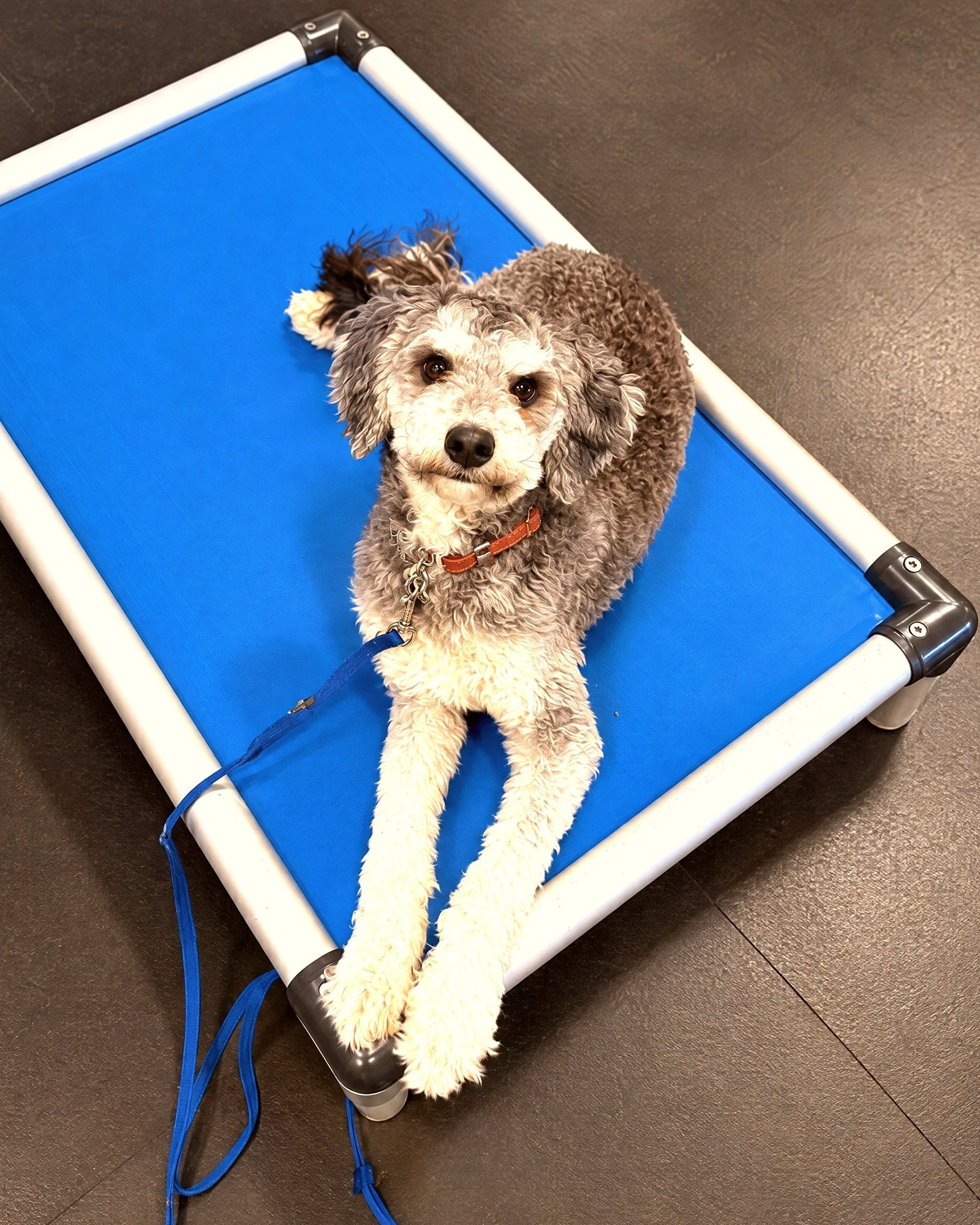 A gray and white doodle mix lies calmly on a blue elevated place cot in a training room.