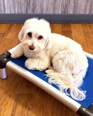 A small fluffy white dog lying down on a blue raised cot indoors.