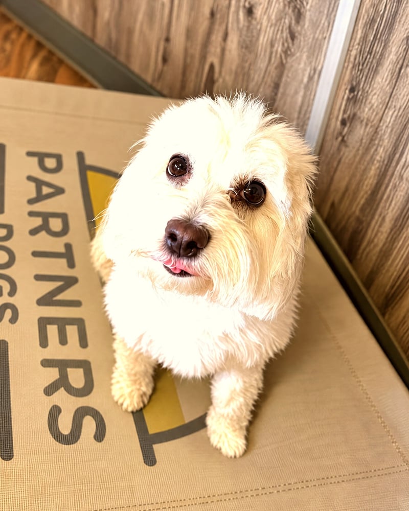 A fluffy white dog sitting on an elevated cot and looking up attentively indoors.