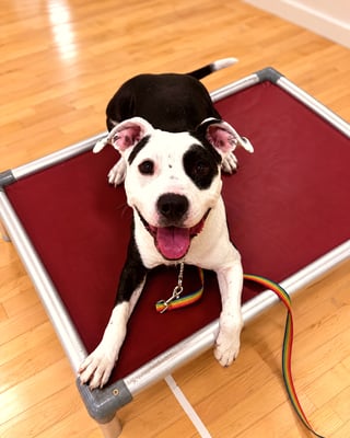 A black and white pit bull mix lying down on a red elevated place cot on a wooden floor.