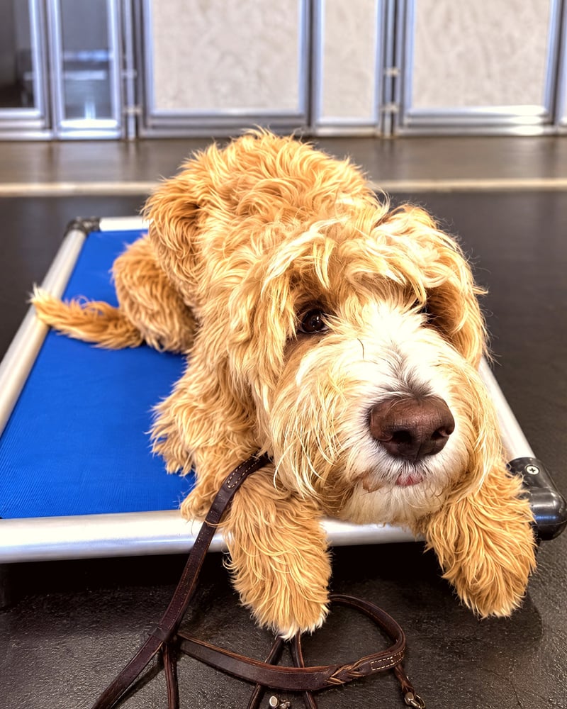A fluffy Goldendoodle resting its head on the edge of a blue elevated cot during indoor place training.