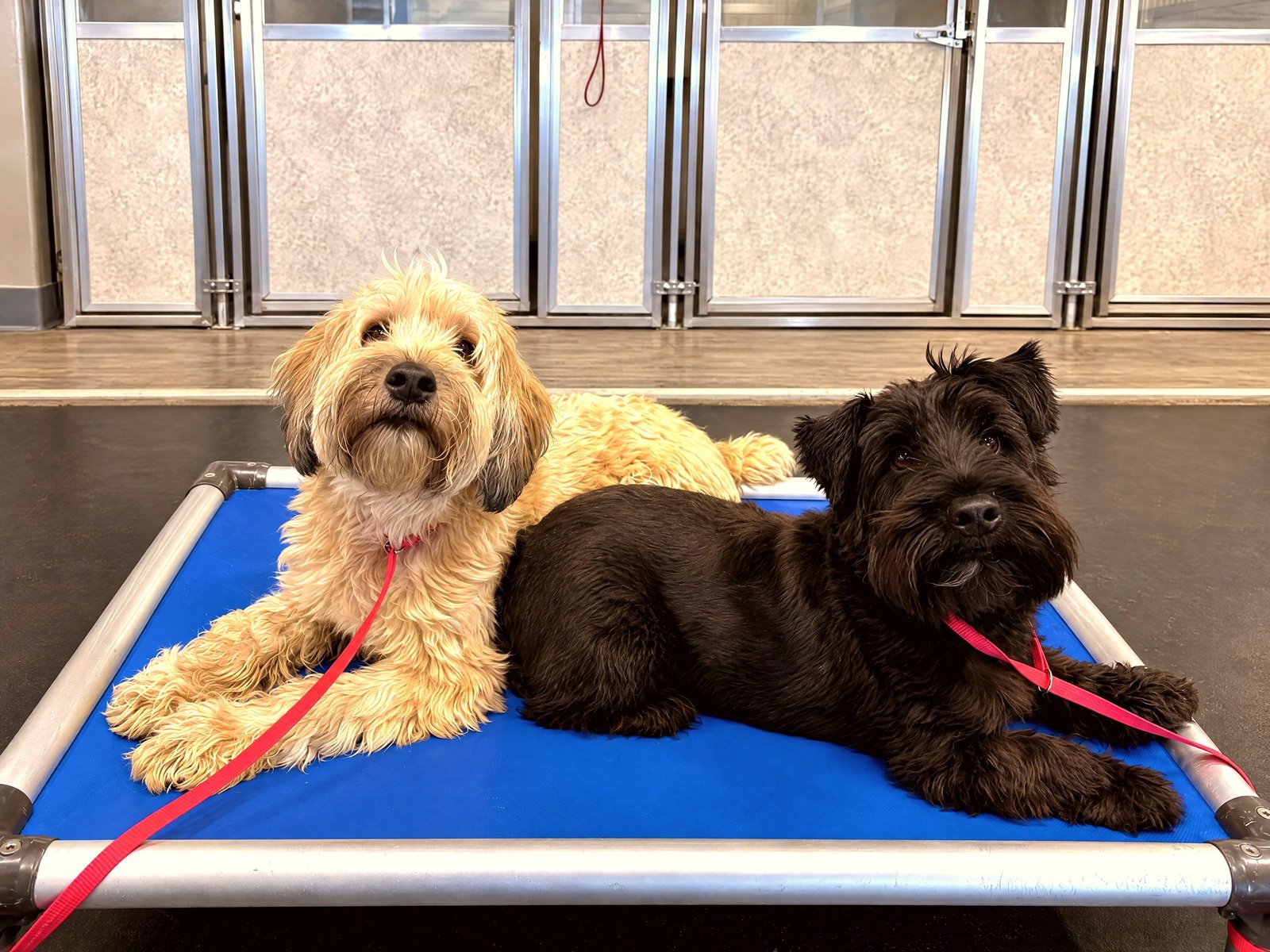 Two dogs calmly holding a place stay on a blue cot inside an indoor training facility.