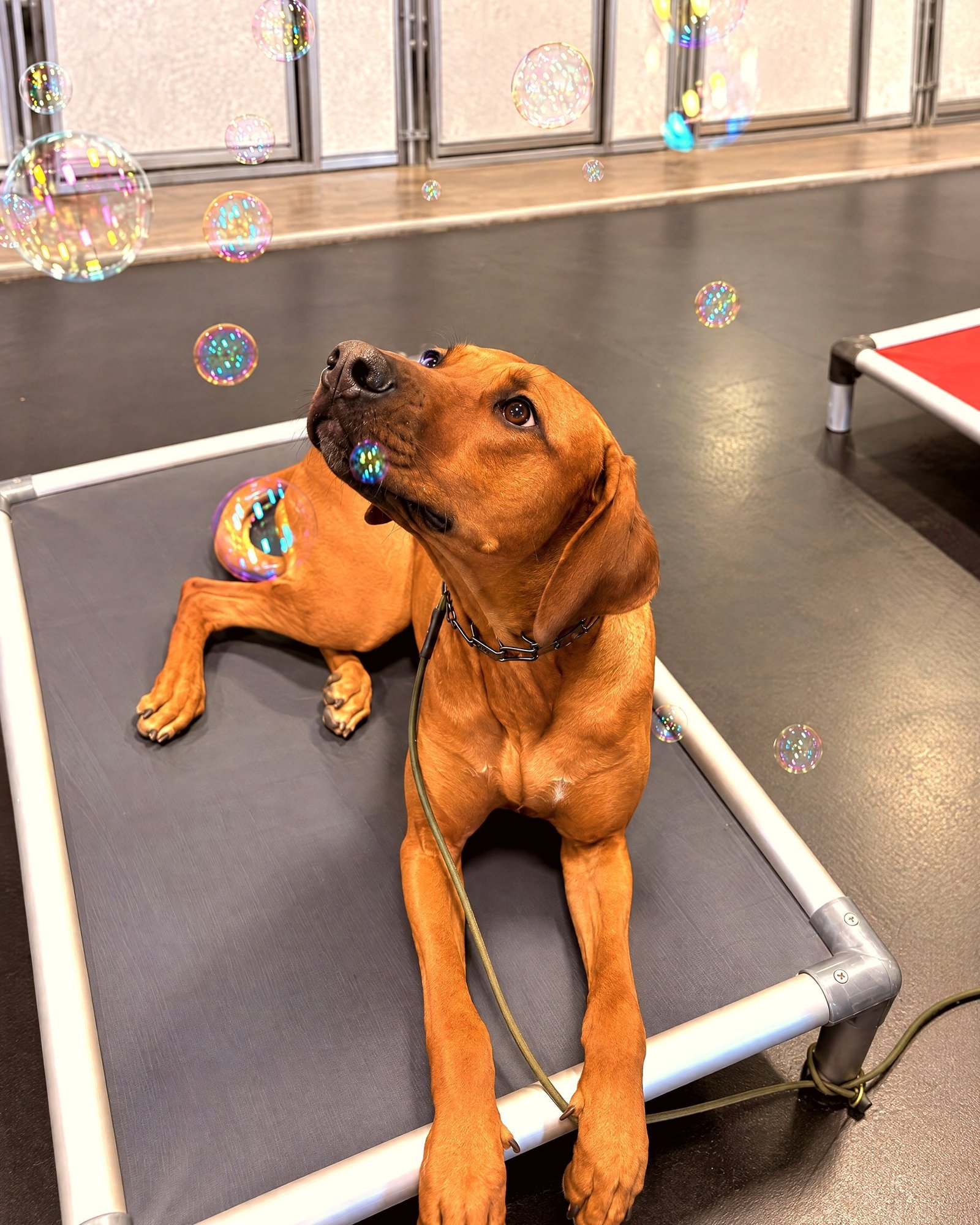 A reddish-brown dog rests on an elevated cot while soap bubbles float past on an indoor training floor.